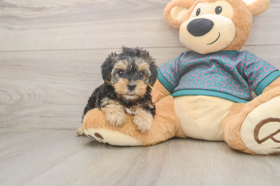 6 week old Yorkie Poo Puppy For Sale - Premier Pups