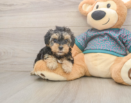 8 week old Yorkie Poo Puppy For Sale - Premier Pups 8 week old Yorkie Poo Puppy For Sale - Premier Pups