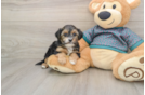 Small Yorkie Poo Baby
