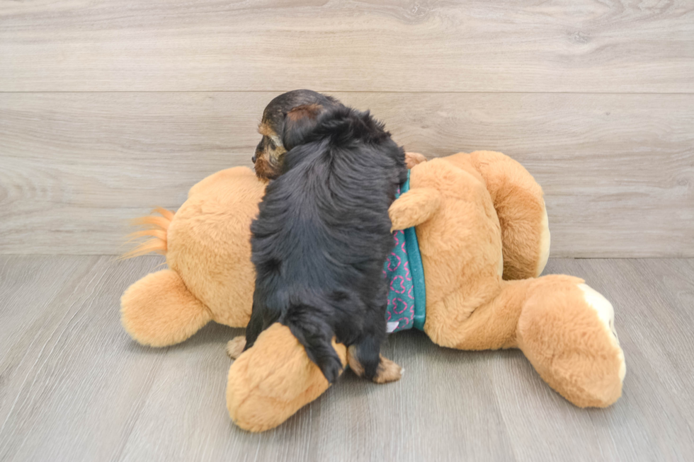 Small Yorkie Poo Baby