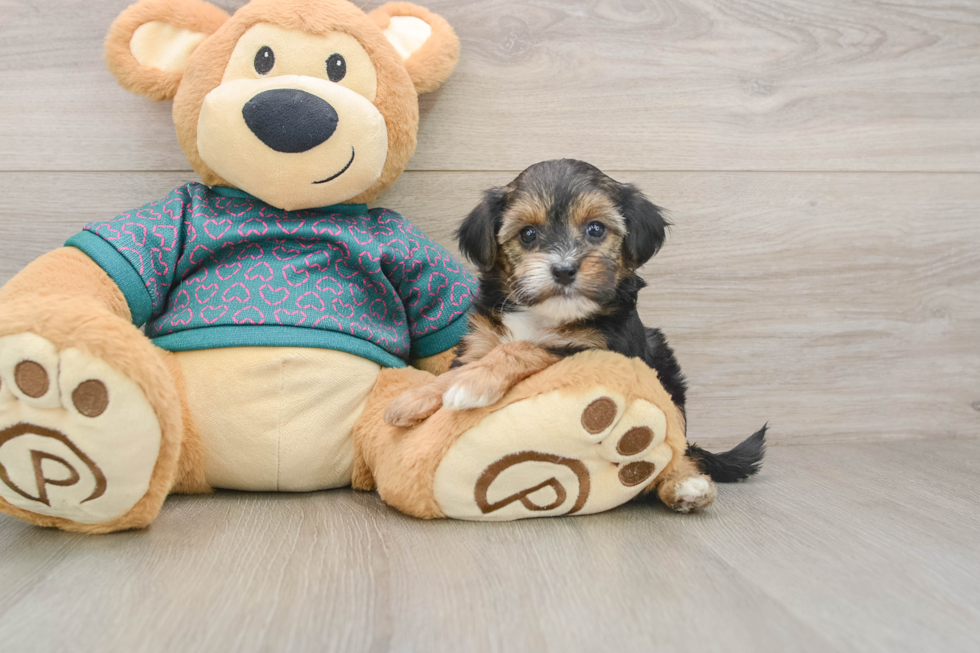 Yorkie Poo Pup Being Cute
