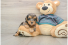 Hypoallergenic Yorkie Doodle Poodle Mix Puppy