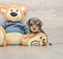 6 week old Yorkie Poo Puppy For Sale - Premier Pups