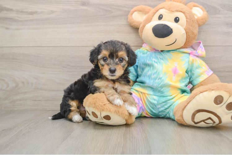 Best Yorkie Poo Baby