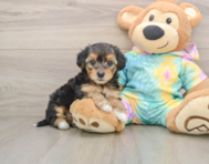 8 week old Yorkie Poo Puppy For Sale - Premier Pups