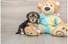 Best Yorkie Poo Baby