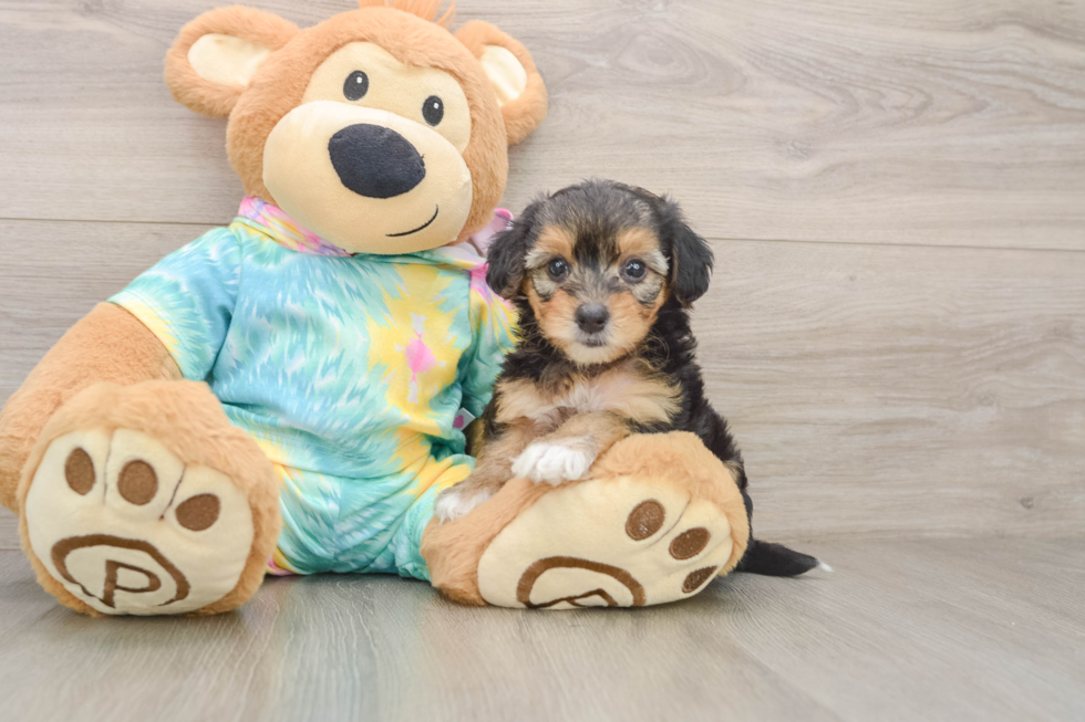 Fluffy Yorkie Poo Poodle Mix Pup