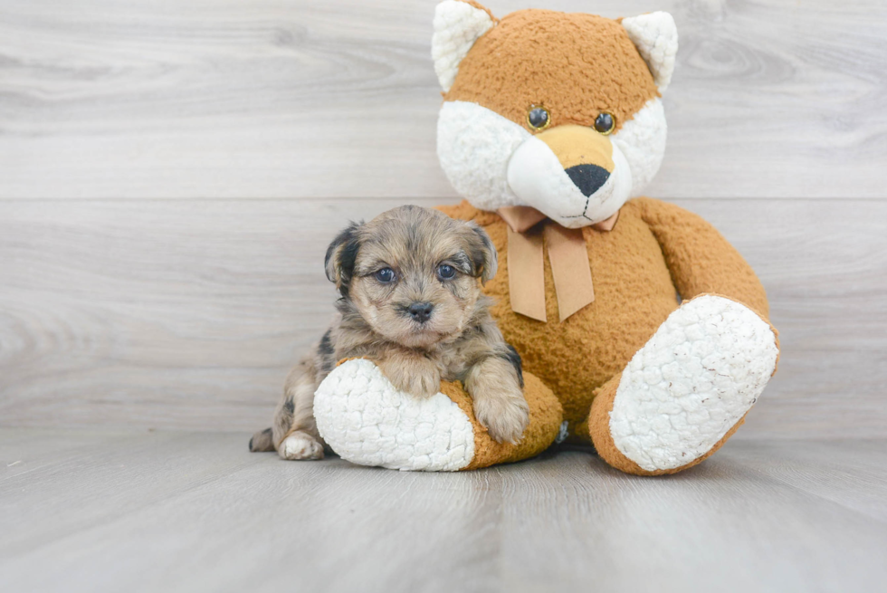 Smart Yorkie Poo Poodle Mix Pup