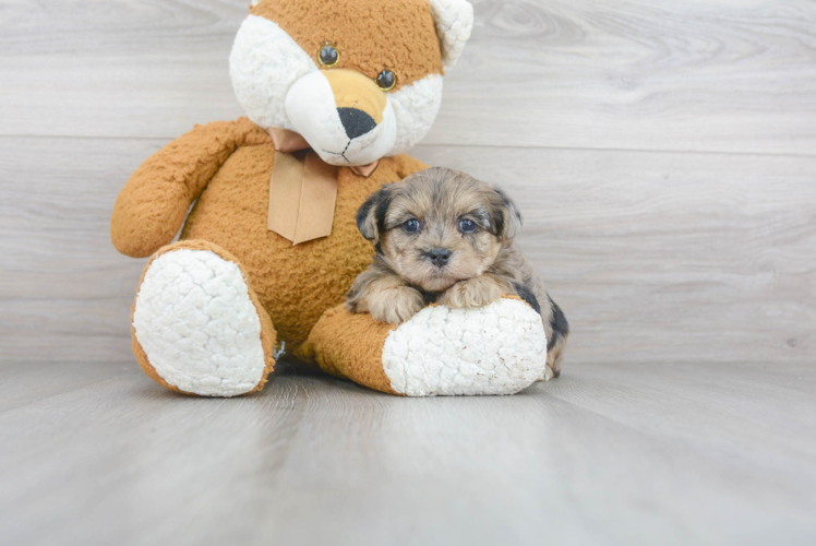 Little Yorkie Doodle Poodle Mix Puppy