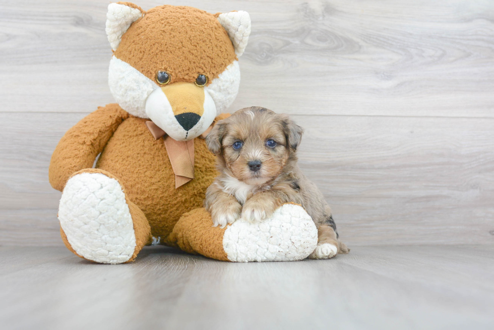 Fluffy Yorkie Poo Poodle Mix Pup