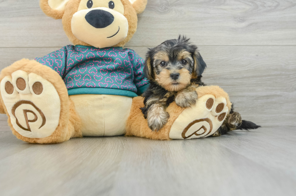 6 week old Yorkie Poo Puppy For Sale - Premier Pups