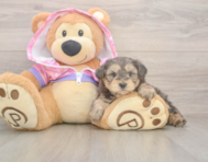 7 week old Yorkie Poo Puppy For Sale - Premier Pups