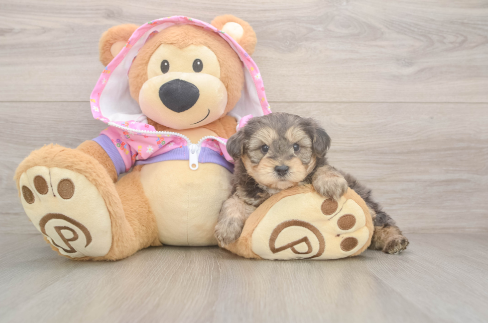 5 week old Yorkie Poo Puppy For Sale - Premier Pups