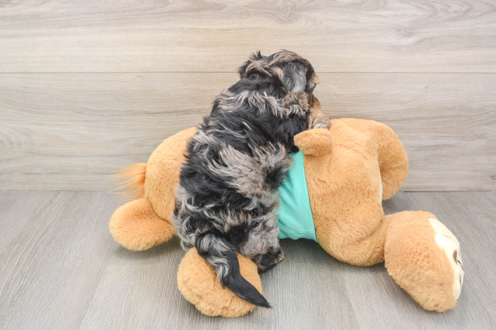 Yorkie Poo Pup Being Cute
