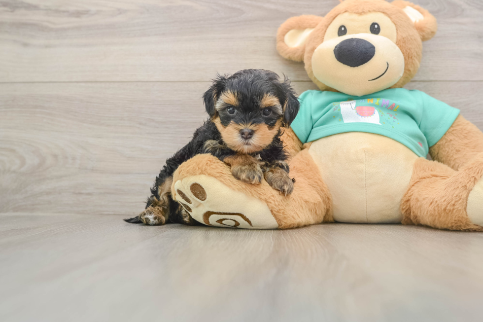 Adorable Yorkiedoodle Poodle Mix Puppy