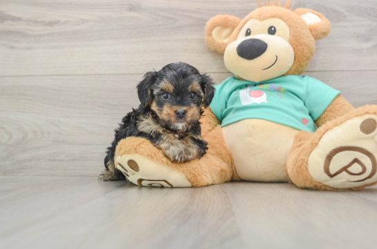 Energetic Yorkipoo Poodle Mix Puppy