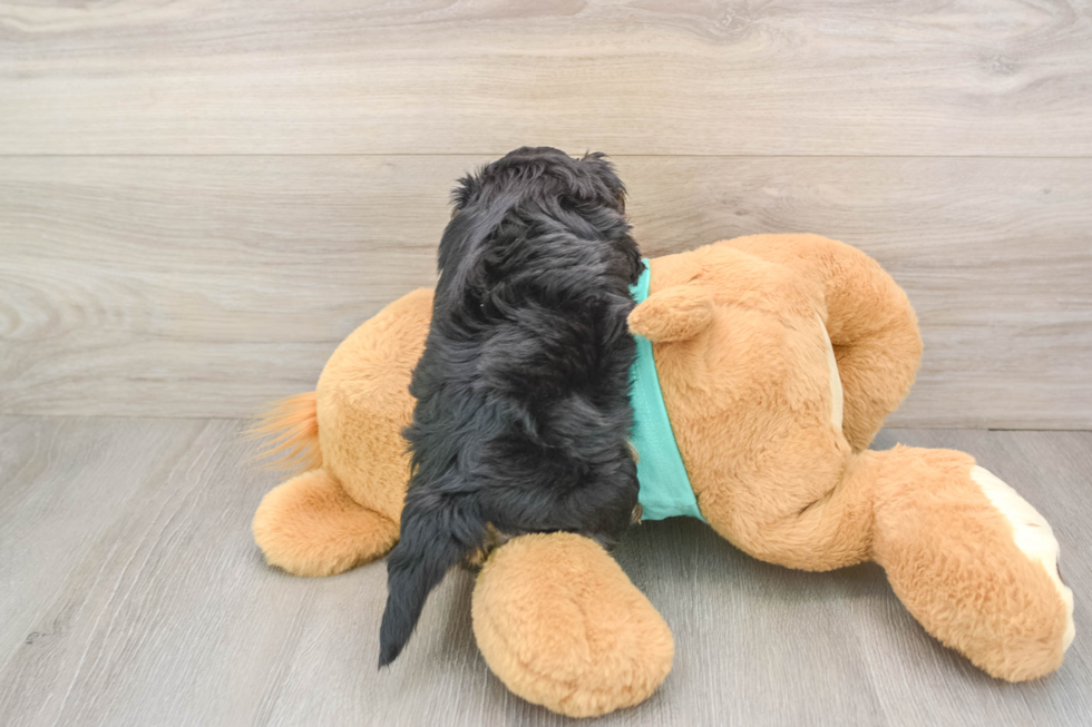 Yorkie Poo Pup Being Cute