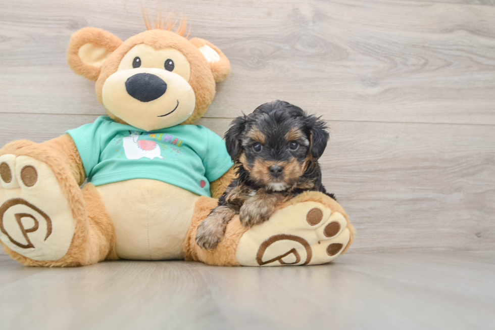 Energetic Yorkipoo Poodle Mix Puppy