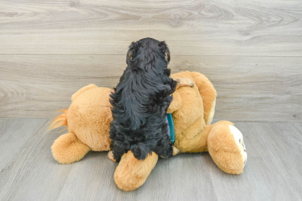 Energetic Yorkipoo Poodle Mix Puppy