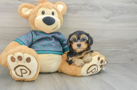 Yorkie Poo Pup Being Cute