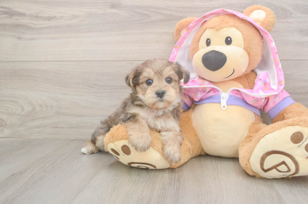 5 week old Yorkie Poo Puppy For Sale - Premier Pups