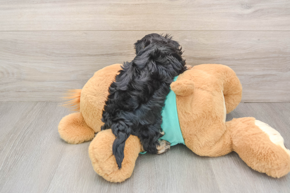 Best Yorkie Poo Baby