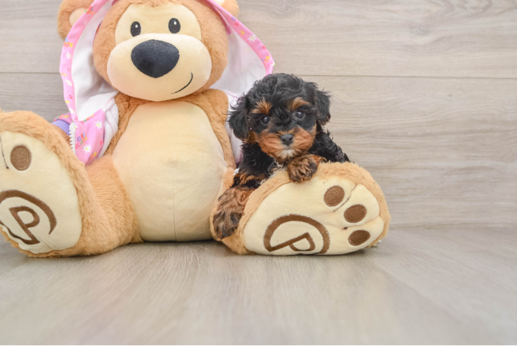 Yorkie Poo Puppy for Adoption