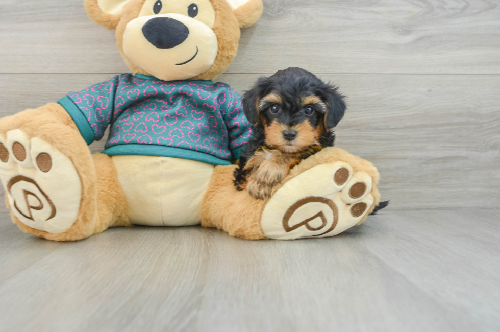 6 week old Yorkie Poo Puppy For Sale - Premier Pups