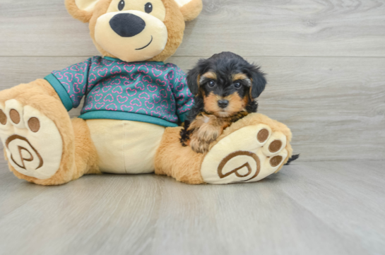 Popular Yorkie Poo Poodle Mix Pup