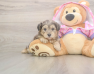 7 week old Yorkie Poo Puppy For Sale - Premier Pups