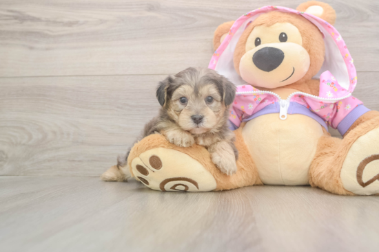 Yorkie Poo Pup Being Cute