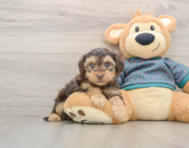 6 week old Yorkie Poo Puppy For Sale - Premier Pups
