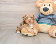 8 week old Yorkie Poo Puppy For Sale - Premier Pups