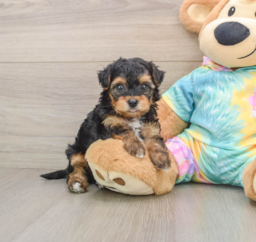 6 week old Yorkie Poo Puppy For Sale - Premier Pups