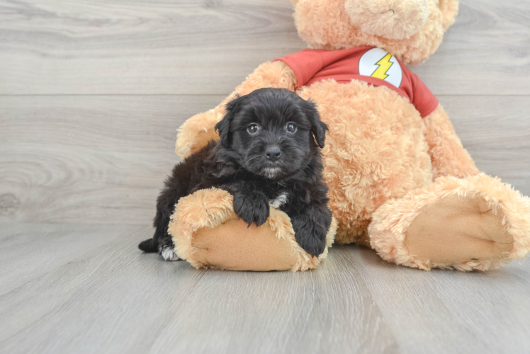 Yorkie Poo Pup Being Cute