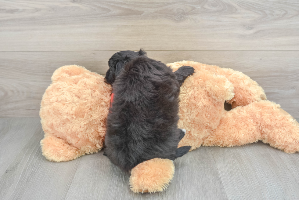 Playful Yorkie Doodle Poodle Mix Puppy