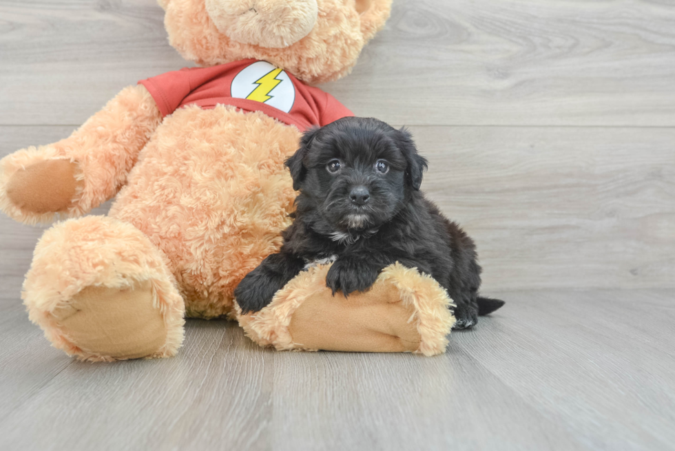 Yorkie Poo Puppy for Adoption