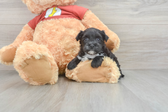 Smart Yorkie Poo Poodle Mix Pup