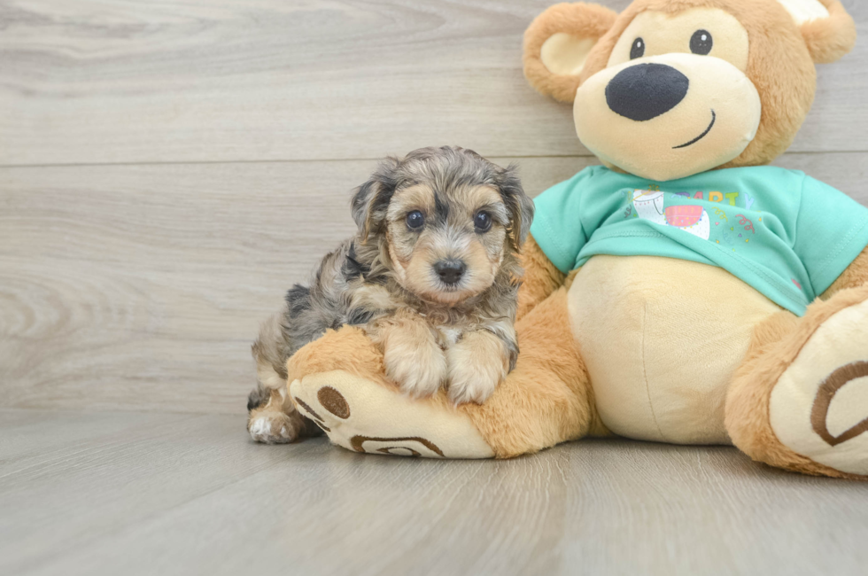 5 week old Yorkie Poo Puppy For Sale - Premier Pups