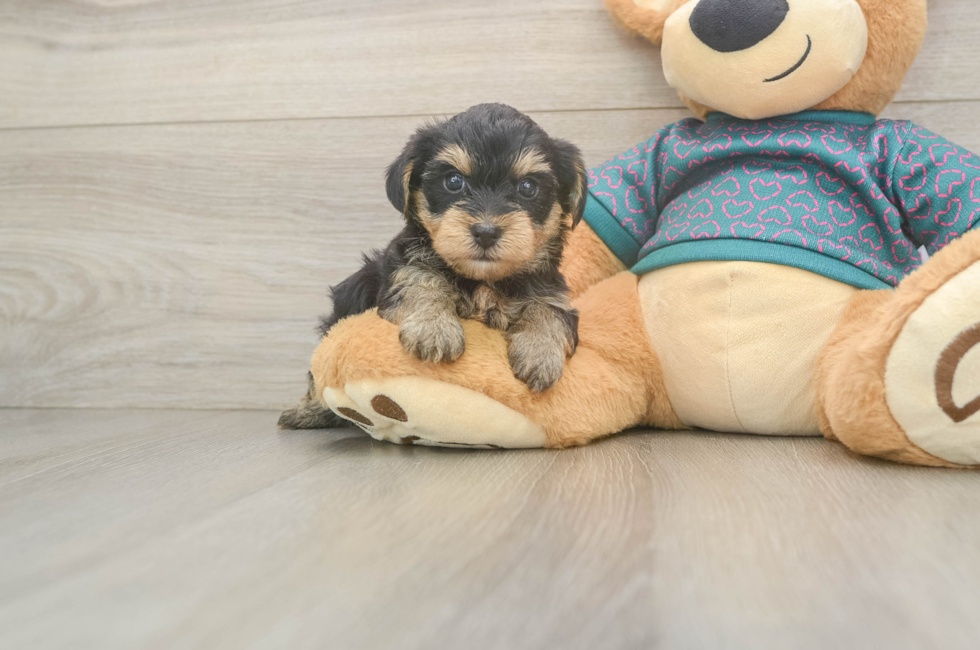 5 week old Yorkie Poo Puppy For Sale - Premier Pups
