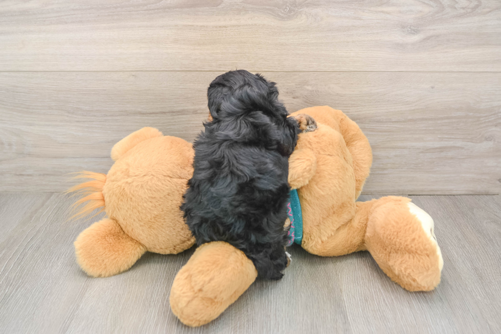 Hypoallergenic Yorkie Doodle Poodle Mix Puppy