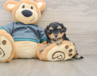 7 week old Yorkie Poo Puppy For Sale - Premier Pups