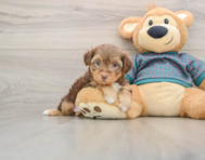 7 week old Yorkie Poo Puppy For Sale - Premier Pups