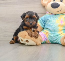 6 week old Yorkie Poo Puppy For Sale - Premier Pups