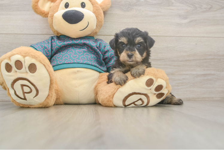 Friendly Yorkie Poo Baby