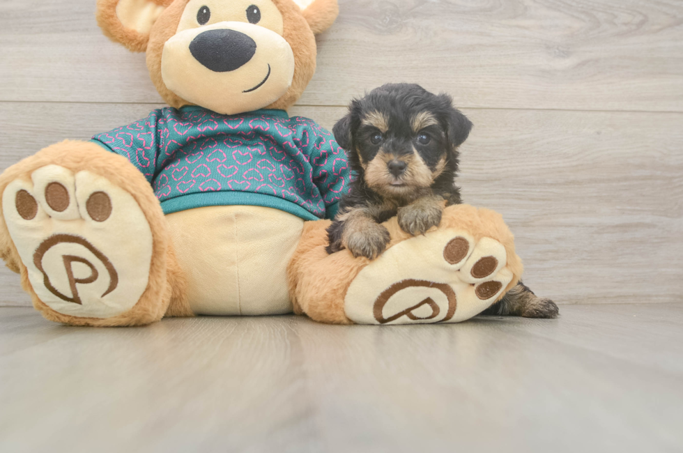 5 week old Yorkie Poo Puppy For Sale - Premier Pups