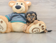 7 week old Yorkie Poo Puppy For Sale - Premier Pups