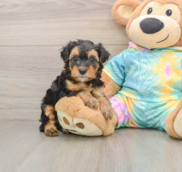6 week old Yorkie Poo Puppy For Sale - Premier Pups