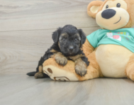 7 week old Yorkie Poo Puppy For Sale - Premier Pups