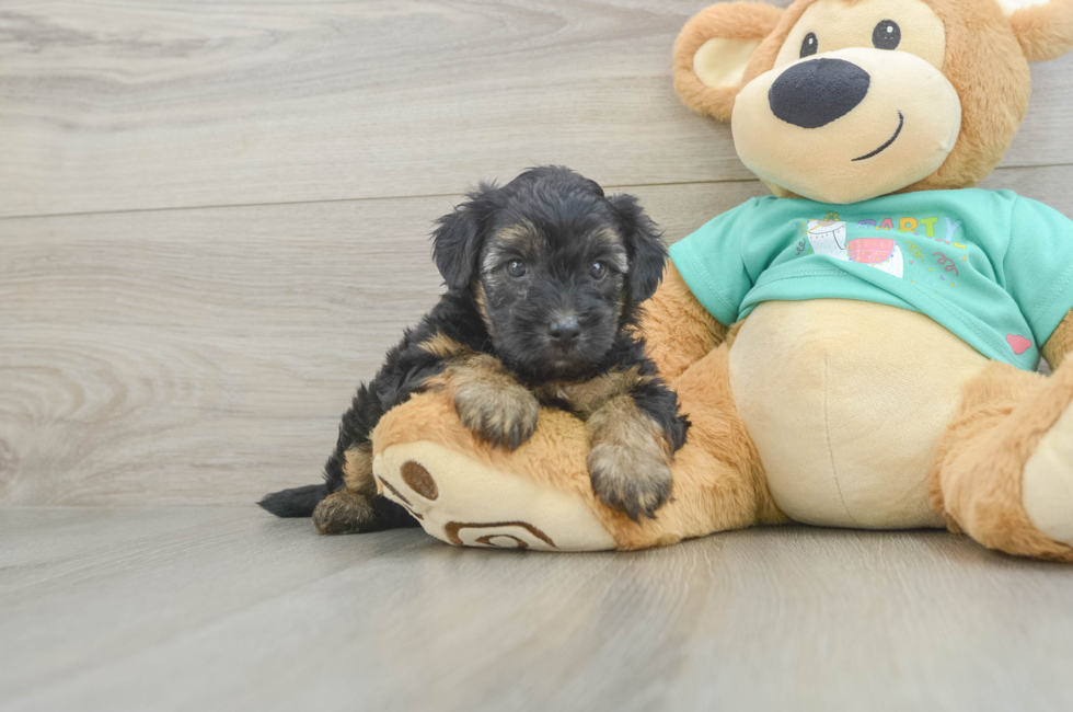 5 week old Yorkie Poo Puppy For Sale - Premier Pups